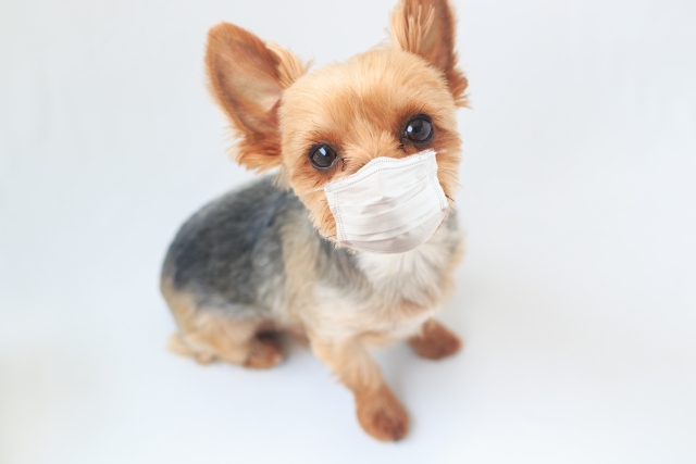 犬や猫の花粉症の症状とは？